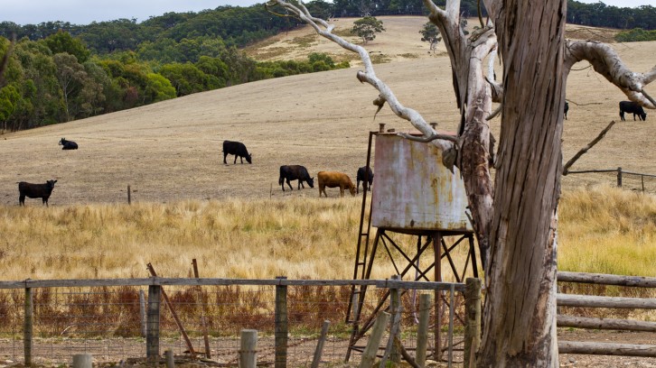 Catching Yabbys, Mak’n Pizzas!