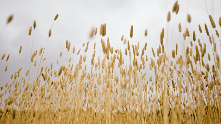 Catching Yabbys, Mak’n Pizzas!