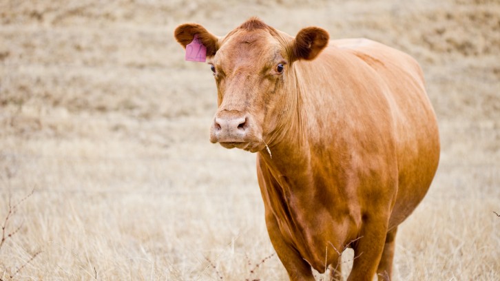 Catching Yabbys, Mak’n Pizzas!