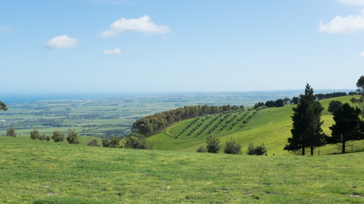 Collecting Olive Wood