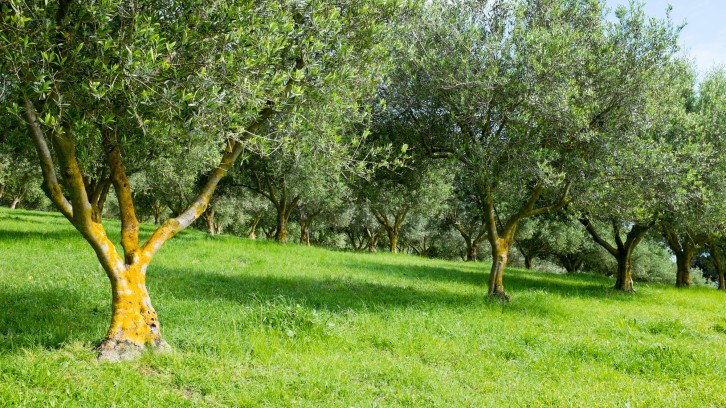 Collecting Olive Wood