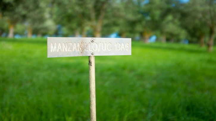 Collecting Olive Wood