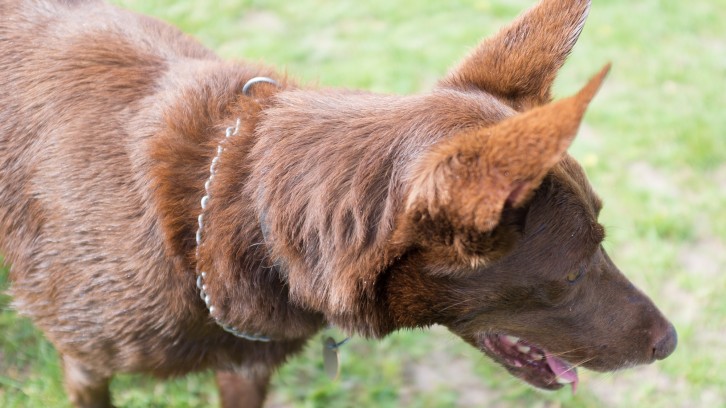 Collecting Olive Wood