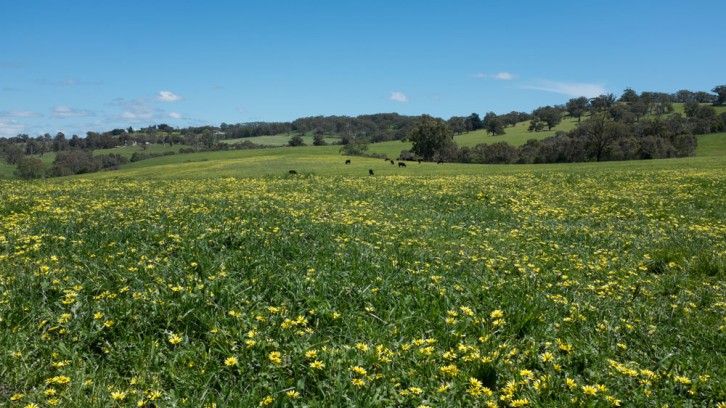 More Wood, 1 Yabbie and 1 Duck