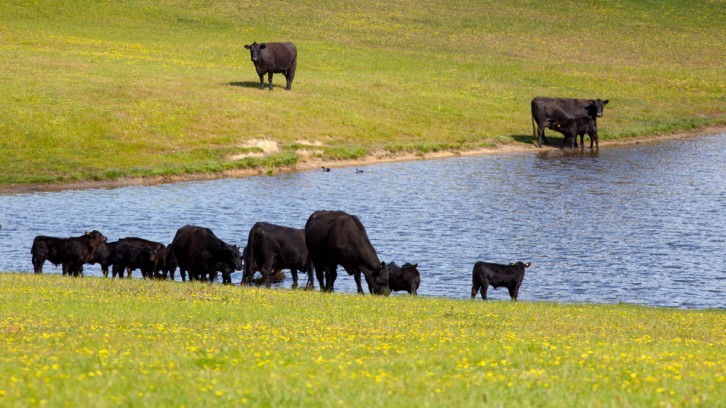 More Wood, 1 Yabbie and 1 Duck