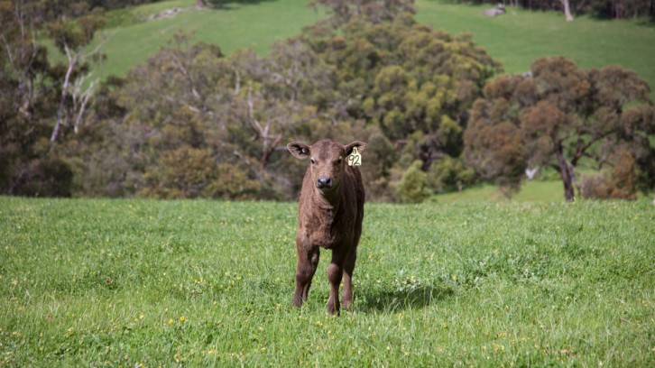 More Wood, 1 Yabbie and 1 Duck