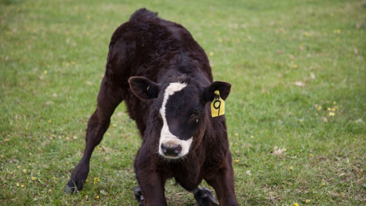 More Wood, 1 Yabbie and 1 Duck
