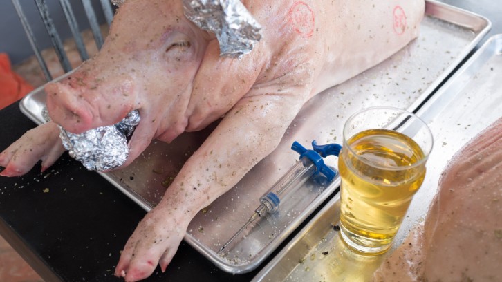 Edna the Pig, crosses the road.