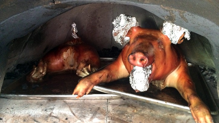 Edna the Pig, crosses the road.